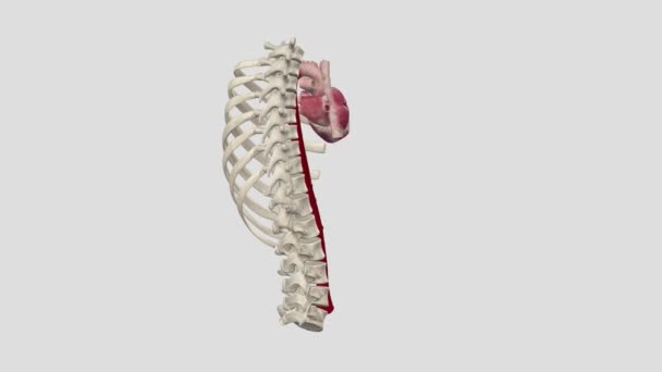 대동맥류는 대동맥이라고 불리는 신체의 동맥의 하부에 지역입니다 — 비디오