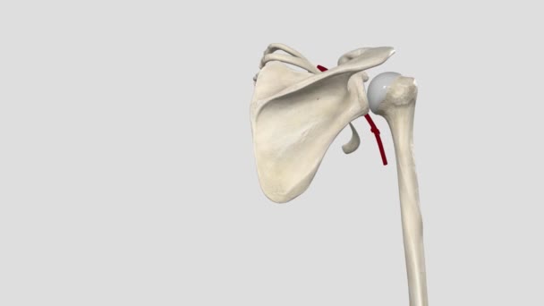 Axillary Artery Large Muscular Vessel Travels Axilla — Stock Video