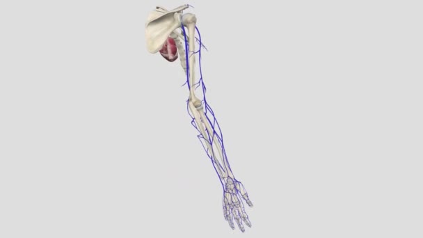 上肢から血液を排出する主な表面静脈は バジル静脈とセファリック静脈です 両方の静脈は ドーサル静脈ネットワークから始まります — ストック動画