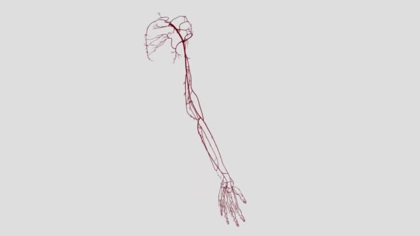 Pasokan Arteri Dari Tungkai Atas Berasal Dari Artery Arteri Subclavian — Stok Video
