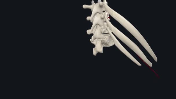 Posterior Intercostal Arteries Arise Aorta Part Supply Spine Spinal Cord — Stock Video