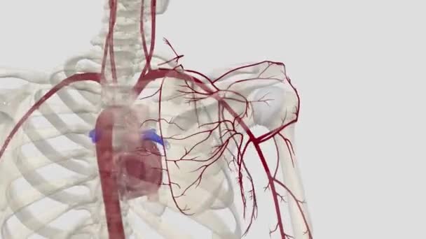 Arteri Torakomial Memberikan Empat Cabang Untuk Memasok Otot Dan Kulit — Stok Video