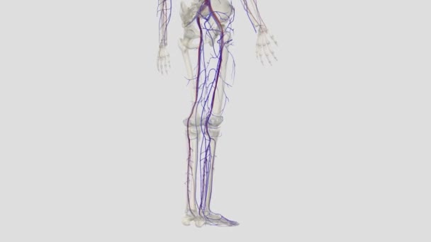 Veins Lower Limbs Traditionally Described Consisting Two Systems One Muscular — Stock Video