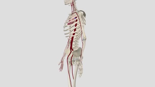 Arterial Supply Upper Limb Derived Subclavian Artery Arterial Supply Upper — Stock Video