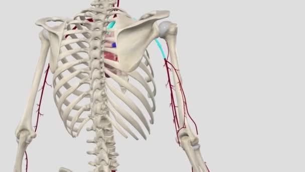 Arteri Utama Dari Tungkai Atas Adalah Arteri Subklavia Arteri Aksilaris — Stok Video