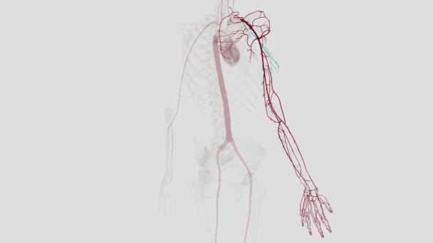 Arteriële Toevoer Van Bovenste Ledemaat Afgeleid Van Subclavian Artery Arteriële — Stockvideo
