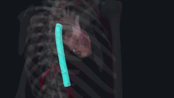 Arteria Frénica Superior Una Arteria Bilateral Emparejada Cavidad Torácica — Vídeo de stock