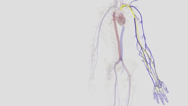 다리에서 혈액을 배수하는 정맥은 정맥과 정맥입니다 혈관은 Dorsal 네트워크에서 시작합니다 — 비디오