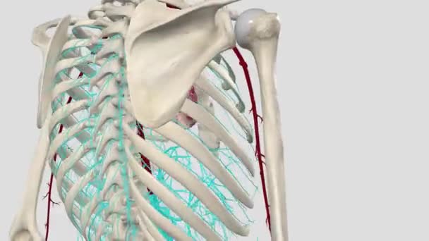 Thoracic Aorta Part Aorta Located Thorax Continuation Aortic Arch — Stock Video