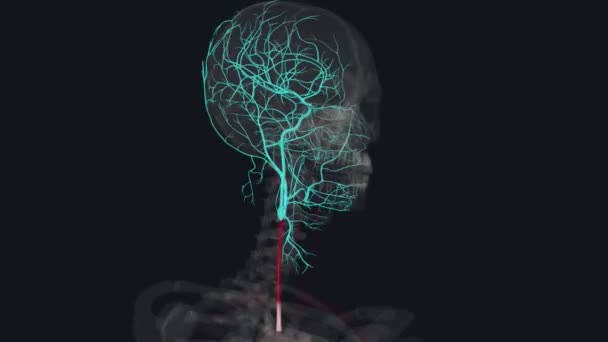 颈动脉是一种弹性较大的大动脉 主要供血于头部和颈部区域 — 图库视频影像