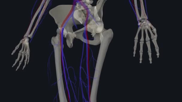 대퇴부 정맥은 허벅지의 혈관입니다 정맥은 아래쪽 다리의 조직에서 탈산된 혈액을 — 비디오