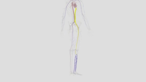 カルフの深い静脈系には 前側および後側の二次静脈とペアペアペアペアペアペアペアペアペアペアペアペアの静脈が含まれています — ストック動画