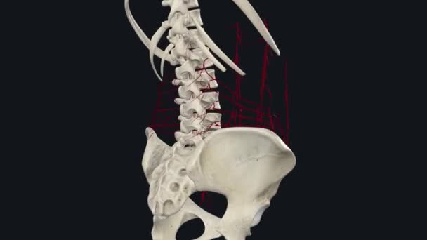 一方的な腹部の壁は動脈および静脈の複雑な供給を持っています — ストック動画