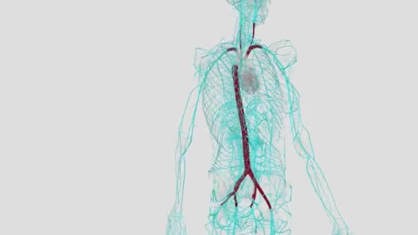 Torasik Aort Göğüs Kafesinde Bulunan Aortun Bir Parçası Aort Kemerinin — Stok video