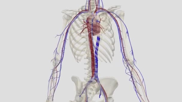 体内の2つの最大の静脈は 上部の体から心臓の右アトリウムに直接血液を運ぶ優れたヴェナカバであり 下部の体から直接右アトリウムに血液を運ぶ劣ったヴェナカバです — ストック動画