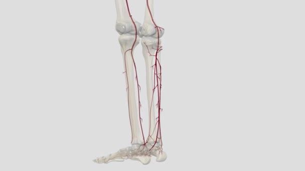 Three Arteries Lower Leg Peroneal Artery Anterior Tibial Artery — Stock Video