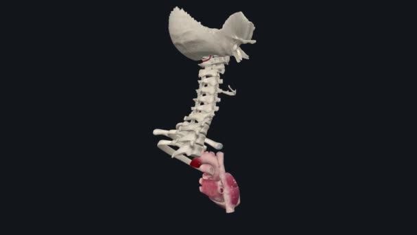 椎动脉穿过颈部的脊柱 为大脑和脊柱提供血液 — 图库视频影像