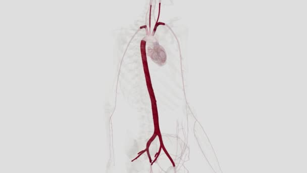 Arteria Más Grande Del Cuerpo Aorta Divide Cuatro Partes Aorta — Vídeos de Stock