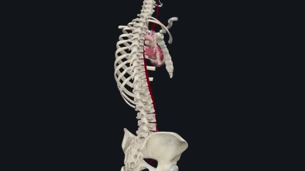 身体最大的动脉是主动脉 分为四部分 升主动脉 主动脉弓 胸主动脉和腹主动脉 — 图库视频影像