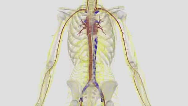 Two Largest Veins Body Superior Vena Cava Which Carries Blood — Stock Video