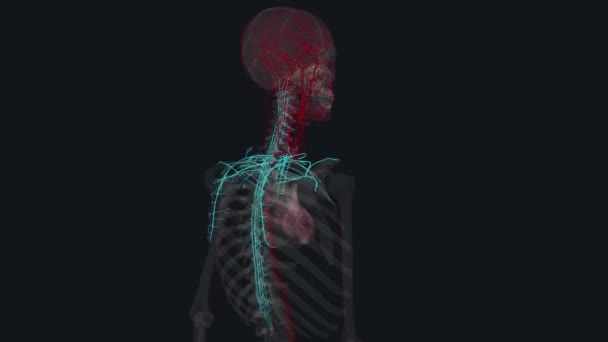 Baş Boyun Arterleri — Stok video