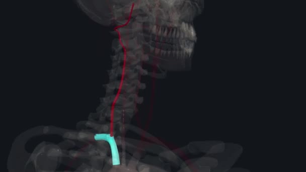 脊椎の動脈は 脳と脊椎に血液を提供するために 首の脊髄を通って実行されます — ストック動画