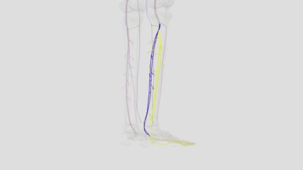 Posterior Tibial Veins Blood Vessels Your Lower Legs Collect Blood — Stock Video