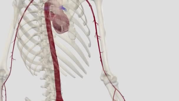 Artère Brachiale Est Extension Artère Axillaire Commençant Marge Inférieure Muscle — Video