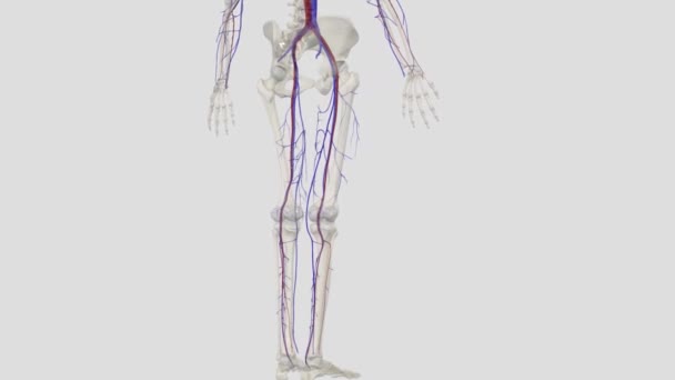 Continuing Proximally Superficial Femoral Vein Joined Deep Femoral Vein Upper — Stock Video