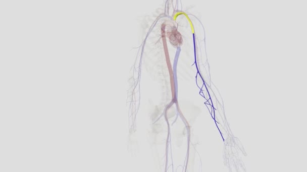 基底静脉是上肢的一个大的浅表静脉 帮助排出手和前臂的部分 — 图库视频影像