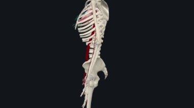 Üst uzvun atardamarı subklavyen arterden türemiş. Üst kol subklavyen arterine atardamar Radial arter Ulnar arteri..