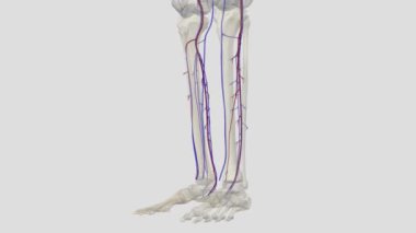 Baldırın derin venöz sistemi ön ve arka tibial damarları ve çift peroneal damarları içerir. .