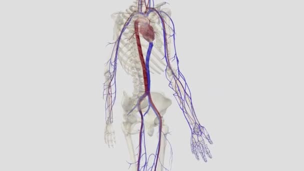 从上肢排出血液的主要浅表静脉是基底静脉和脑静脉 两种静脉从背侧静脉网络开始 — 图库视频影像
