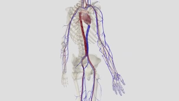 Principali Vene Superficiali Che Drenano Sangue Dall Arto Superiore Sono — Video Stock