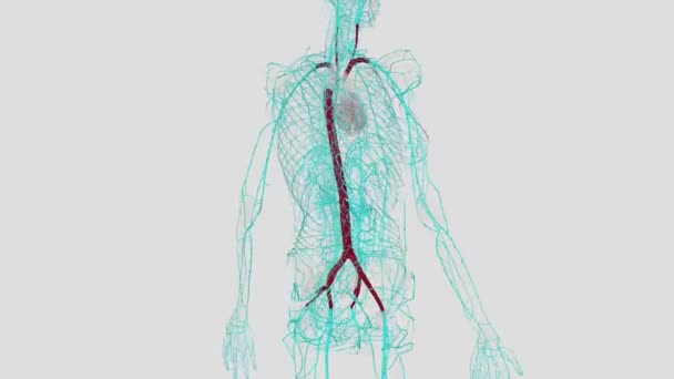 Vücuttaki Büyük Atardamar Kalbin Sol Ventrikülüne Bağlanan Daha Küçük Arterlerden — Stok video
