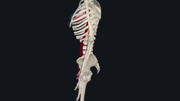 上肢の動脈供給は 下肢動脈に由来する 上部の下肢動脈動脈動脈への細菌供給 脳内動脈放射状動脈 — ストック動画