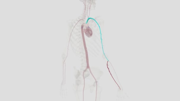 潰瘍動脈は 主な血管であり 酸素化された血液 前腕の中央側面の — ストック動画