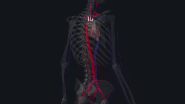 Artérias Principais Corpo Aorta Artérias Cabeça Pescoço Artérias Tronco Artérias — Vídeo de Stock