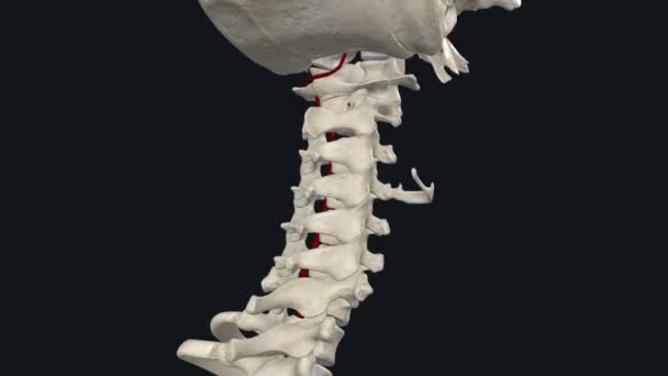 Vertebral Arteries Run Spinal Column Neck Provide Blood Brain Spine — Stock Video