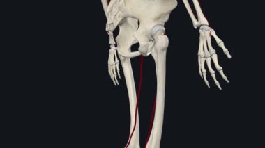 Uyluk atardamarı, alt ekstremite yapılarına ve kısmen alt karın duvarına oksijenli kan sağlayan büyük bir damardır..