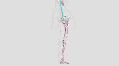 Alt uzvun atardamarları. Dış iliak arterler (sağ ve sol) alt uzuvların diğer arterlerine kan taşır.