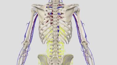 Alt vena cava, düşük oksijenli kanı alt damardan taşıyan büyük bir damardır. .