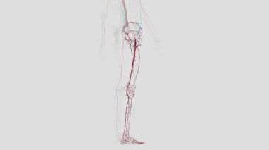 Alt uzvun atardamarları. Dış iliak arterler (sağ ve sol) alt uzuvların diğer arterlerine kan taşır.