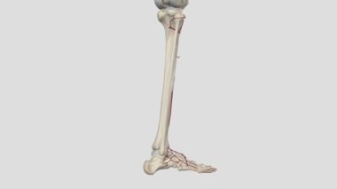 Anterior tibial arter, popliteal arterin ana dallarından biridir.