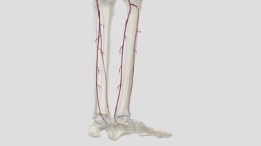 Anterior tibial arter, popliteal arterin ana dallarından biridir.