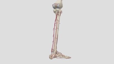 Alt bacağın üç atardamarı peroneal arter, ön tibiyal arter.,