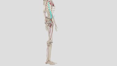Alt uzvun atardamarları. Dış iliak arterler (sağ ve sol) alt uzuvların diğer arterlerine kan taşır.