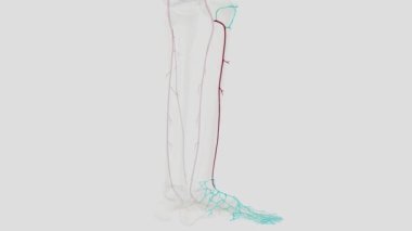 Anterior tibial arter, popliteal arterin ana dallarından biridir.
