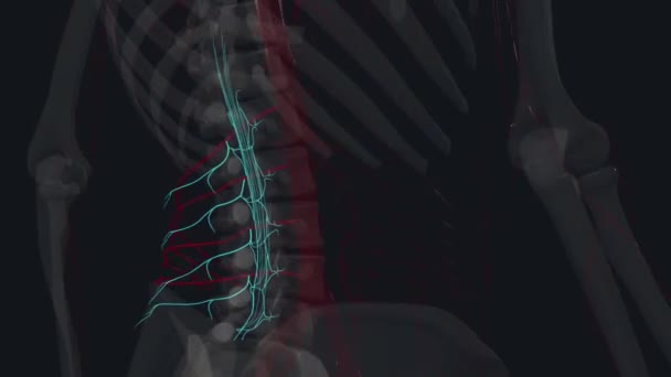 Arterie Lombari Sono Quattro Coppie Rami Dell Aorta Addominale Trovati — Video Stock