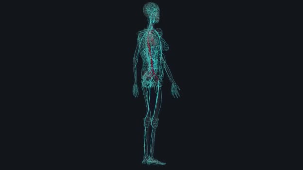 Vücudun Ana Atardamarları Aort Kafa Boyun Arterleri Gövde Atardamarları Kol — Stok video